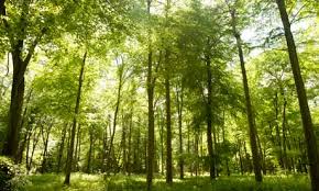Trees