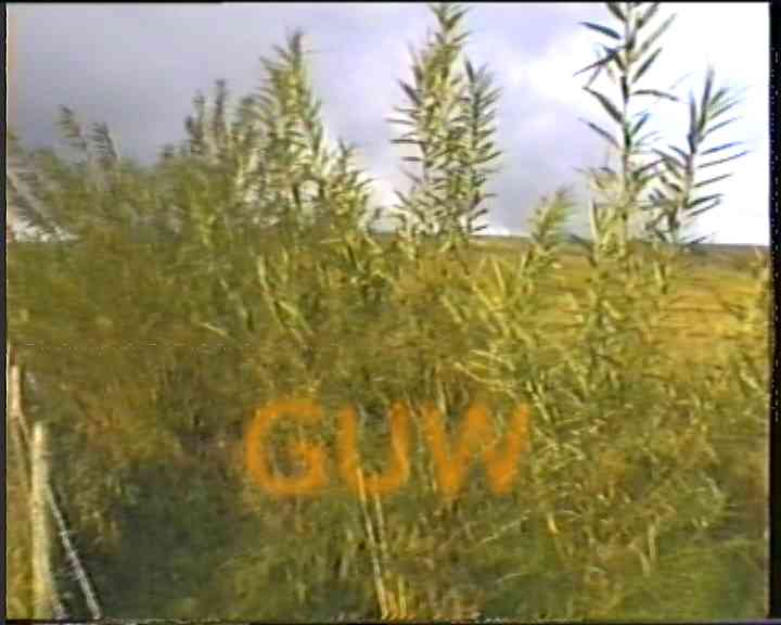 Willows1
