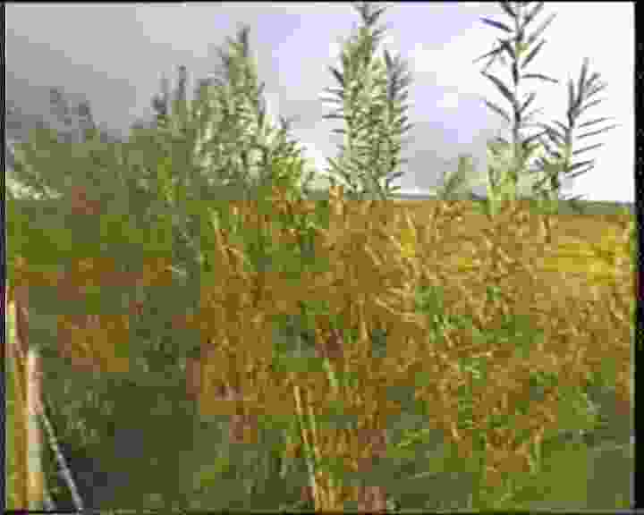 Willow1