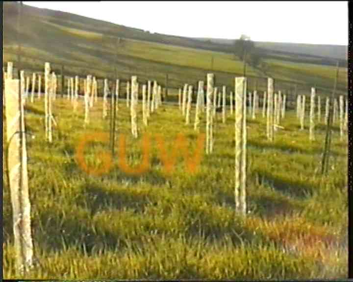 Willows3