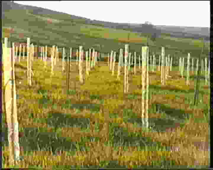 Willow1