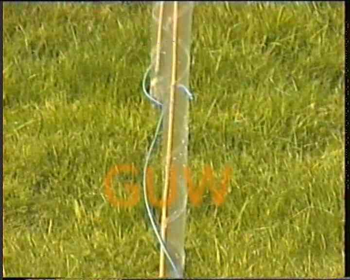 Willows4