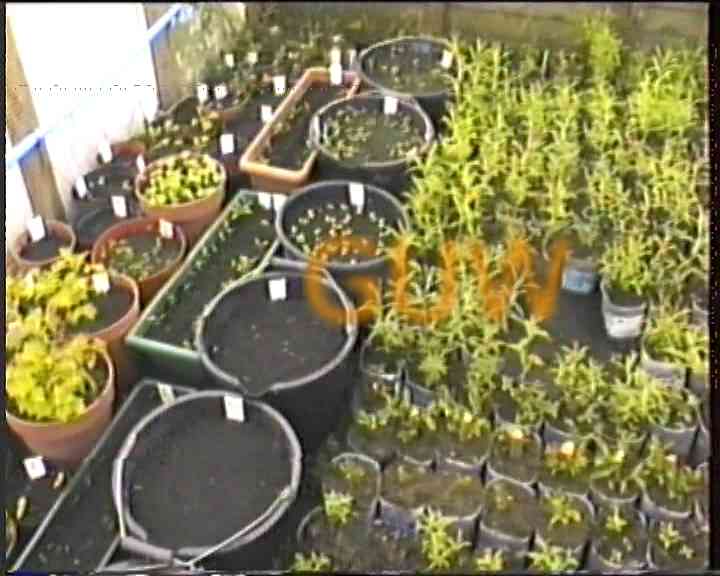 Willows5