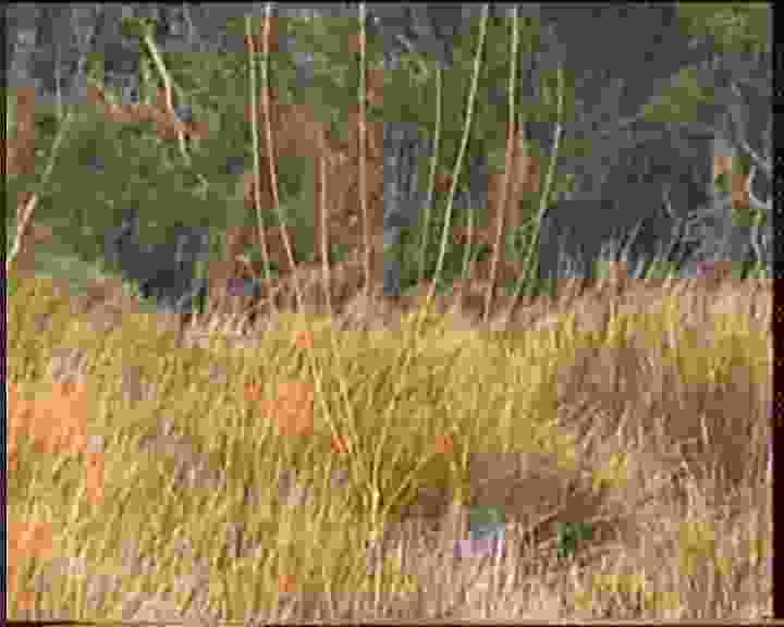 Willow5